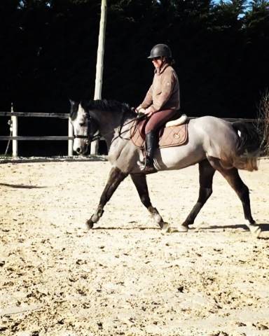 Location petite jument par roudoudou 