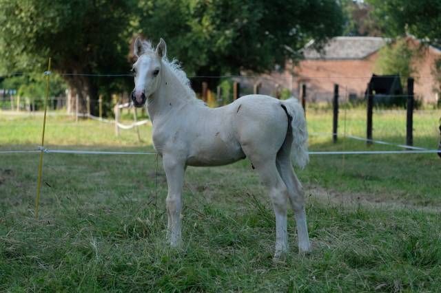 Poulain palomino welsh cob
