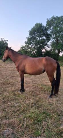 cheval de loisir