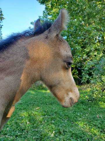 Poulain welsh pony isabelle 