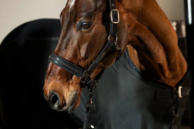 Licol Softshell Pearls PLATINUM 2025 - Eskadron - Edition limitée