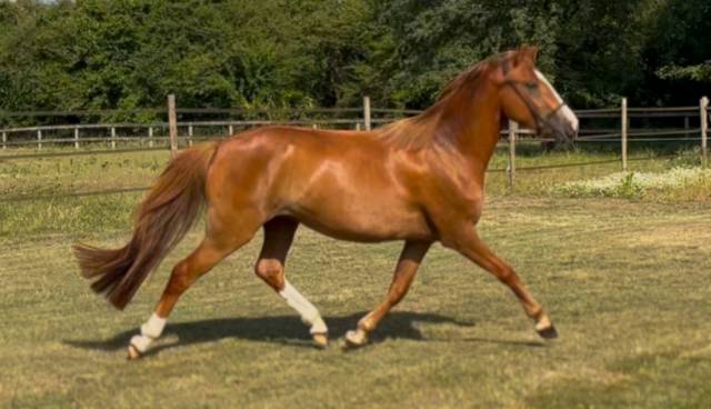 Ponette 3 ans PFS gestante (origines dressage)