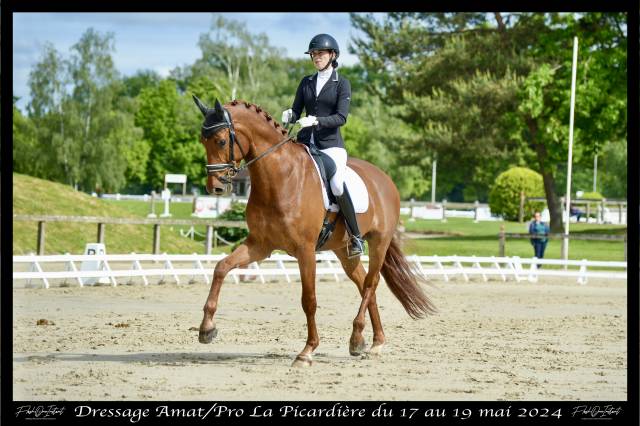 Super hongre de dressage de 9 ans