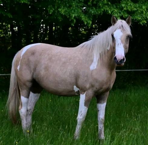 Cheval de loisir 