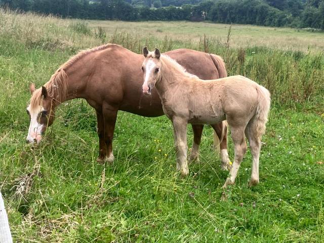 MAGNIFIQUE FOAL PONETTE PFS
