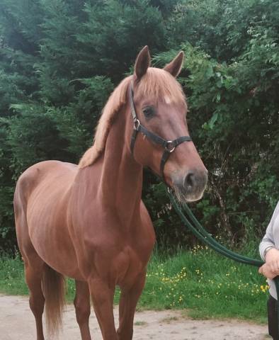 Top cheval de concours 