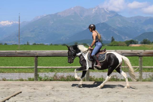 Poney à vendre
