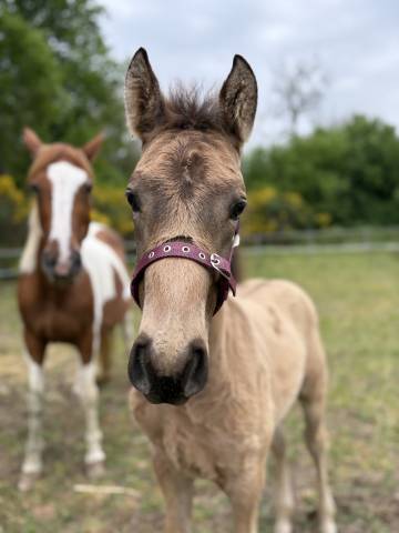 Connemara part bred