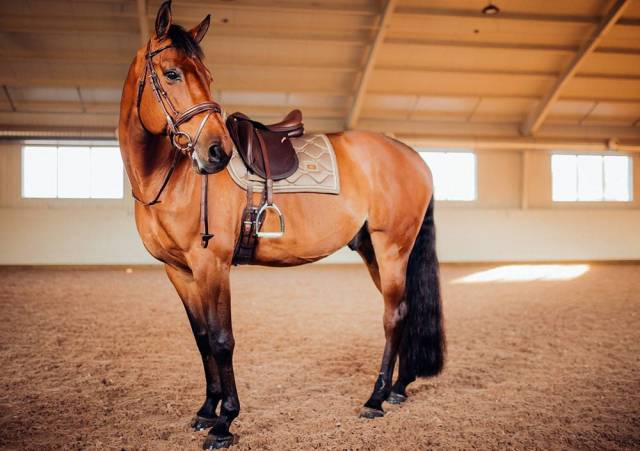 Tapis de selle Champagne DRESSAGE - Equestrian Stockholm