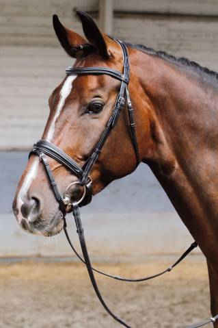 Bridon Soft - HARRY'S HORSE - Muserolle pull-back