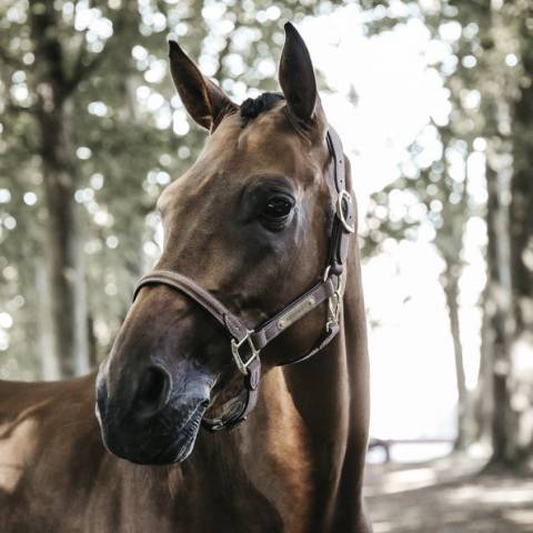 Licol anatomique en suédine - Kentucky - Cuir artificiel