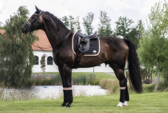 Tapis de selle BLACK PEACH - Equito - Coton noir