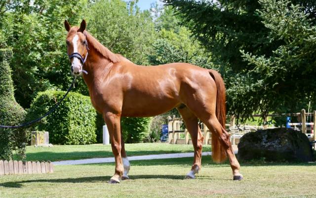 Magnifique hongre 6 ans par Qlassic bois Margot 
