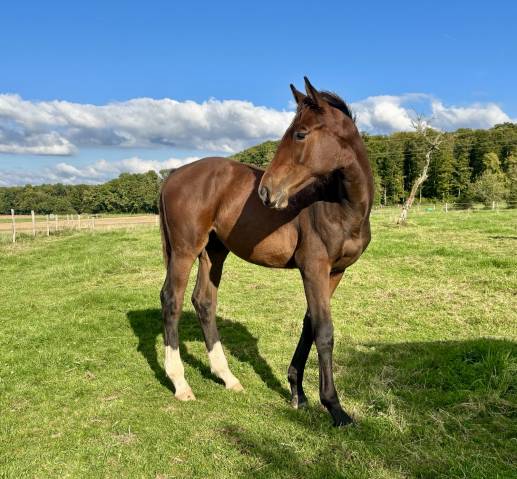 Mâle par dollar du rouet x dollar du mûrier 