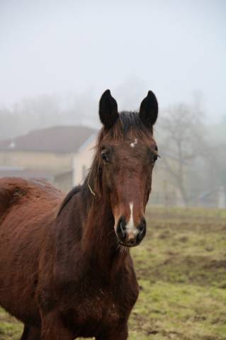 Mâle par dollar du rouet x dollar du mûrier 