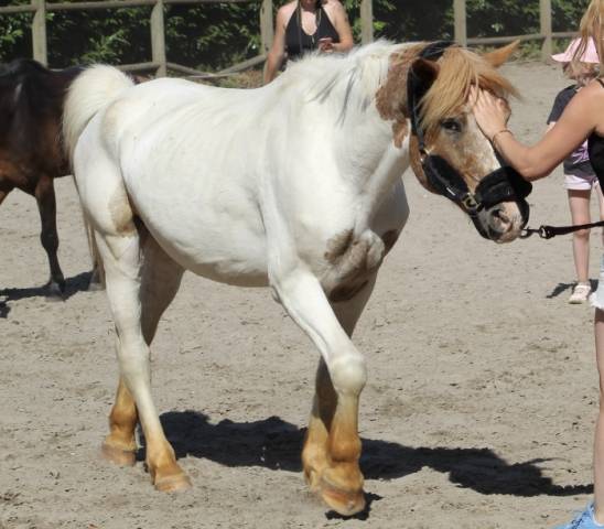 Poney D de loisir 
