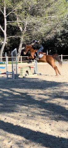 Recherche cheval à confier 