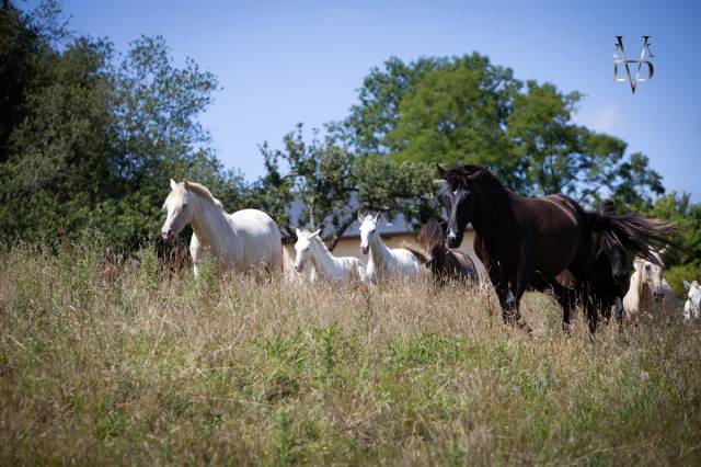 Pension pour chevaux au coeur du pays d'auge