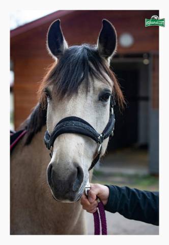 Poney à louer 