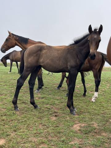 Mâle par toèmme de regor z (chacco blue) x canturo