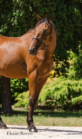 Grand hongre pur-sang 3ans 