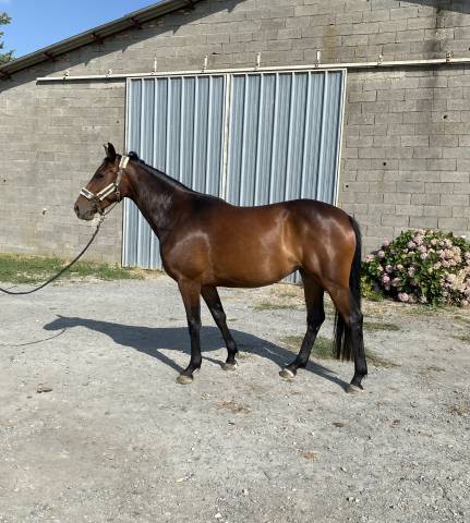 jument selle français 5 ans