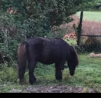 Poney shetland onc