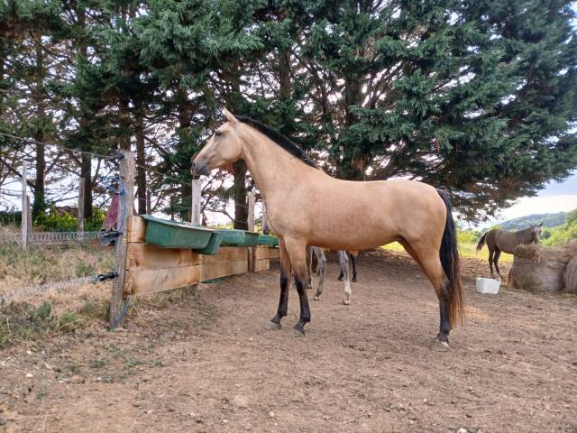Lamarosa  lusitanienne de 4 ans