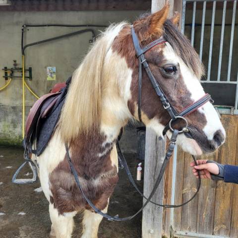 À VENDRE – Ponette de 9 ans, gentille et adorable