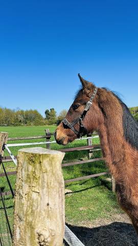 Magnifique poulain petit prix 