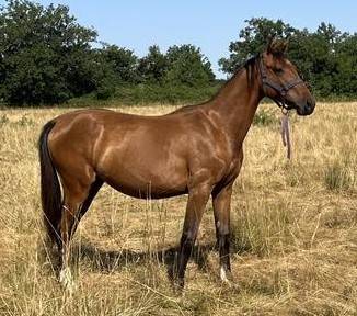 Pouliche SF ( Controe  x Champs Elysees x Le tot)