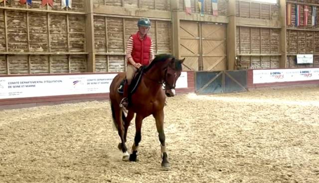 à vendre, joli hongre de 10 ans