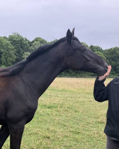 À vendre pouliche Oldenbourg 1 ans