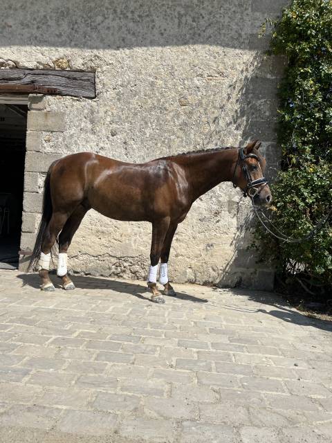 Poney D 