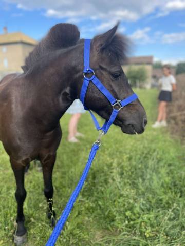 À VENDRE - Tornado ( ONCP) ?✨
