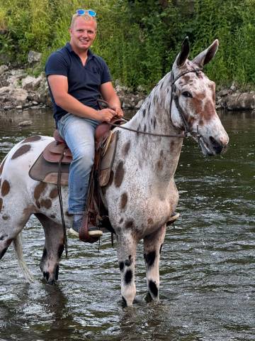 AMAZING MULE 