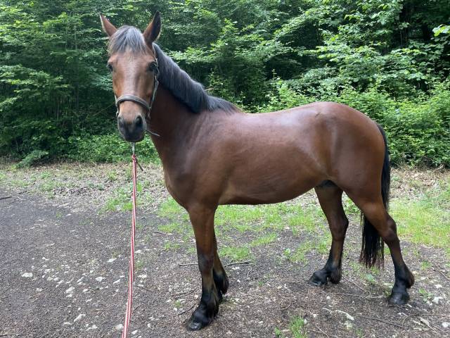 Hongre connemara de 5 ans 