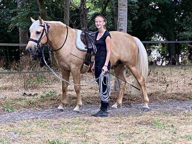Palomino de 4 ans en cours de débourrage