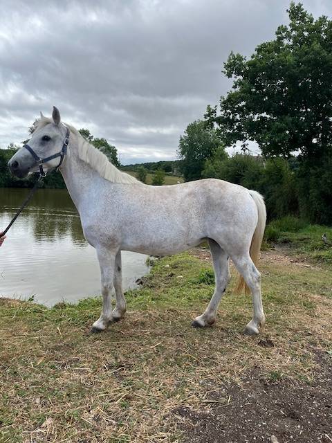 PONEY CONNEMARA POULINIERE SAILLIE EN 2025