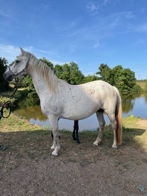 Poney connemara pouliniere