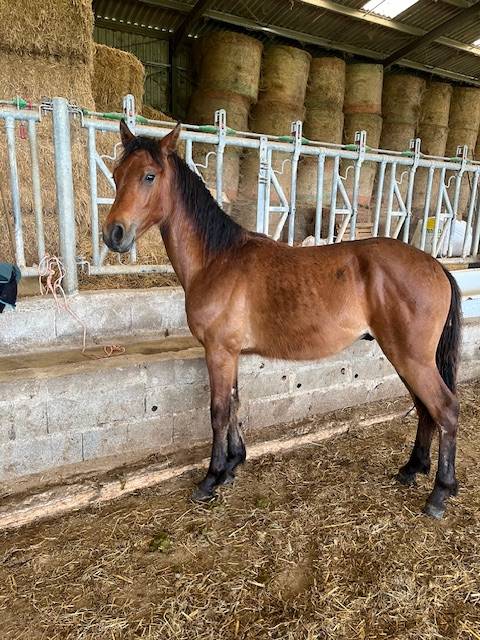 PONEY CONNEMARA HONGRE NE EN 2024