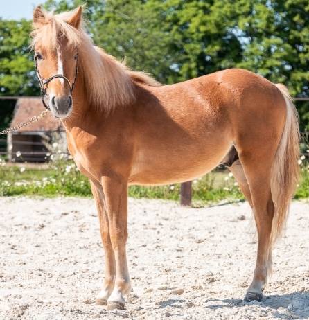Poney alezan de 11 ans 