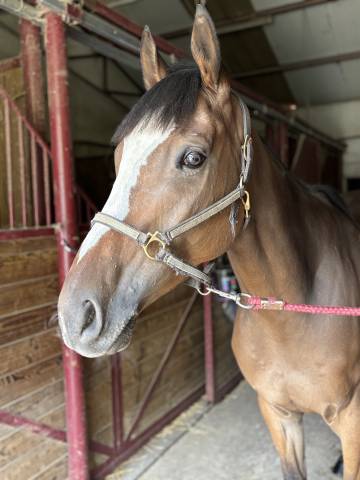 Jeune cheval 