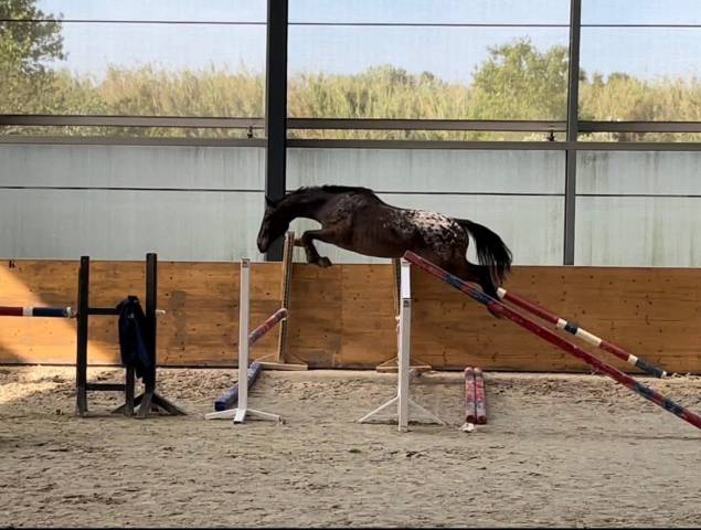 Pouliche sport capé/leopard