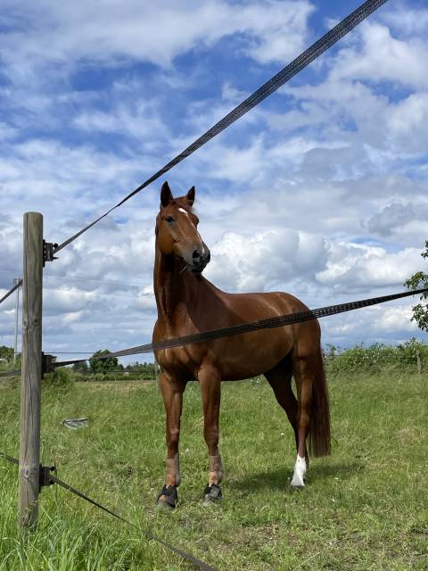 Cheval à vendre  hongre de 9ans par Un de Plus du Clocher 