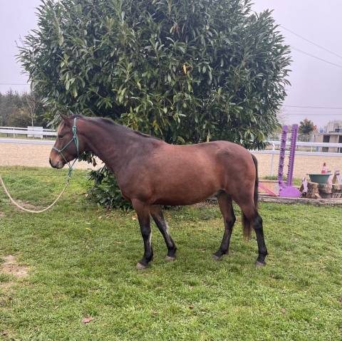 Poney Connemara 