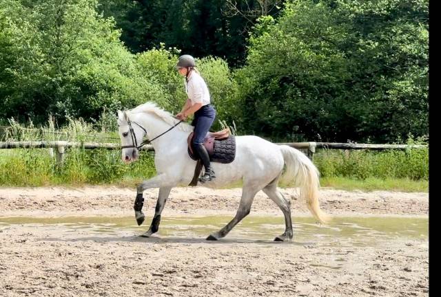 Belle jument CSO