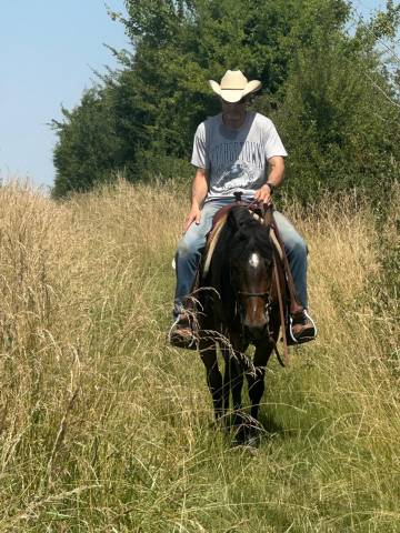 Jument polyvalente OC (Quarter x Poney D)