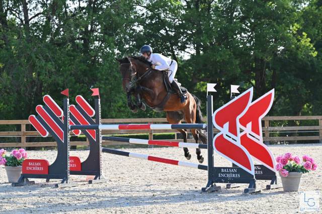 Hongre pour amateur élite 
