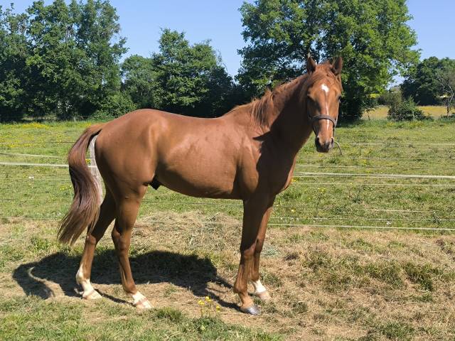 A vendre cheval de sport 2 ans 